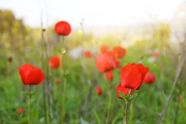 Foto Röd Vallmo Det Gröna Fältet Vid Solljus — Stockfoto