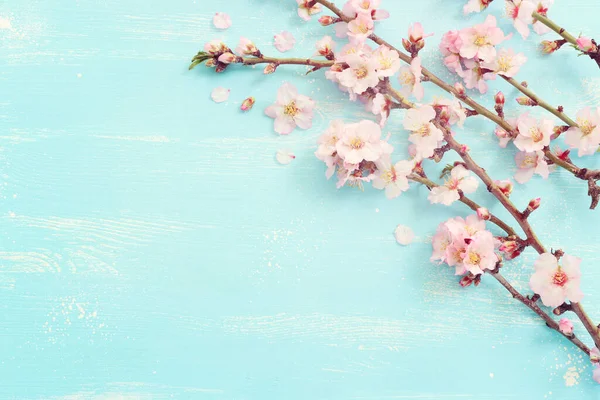 Imagen Árbol Flores Cerezo Blanco Primavera Sobre Fondo Madera Azul —  Fotos de Stock