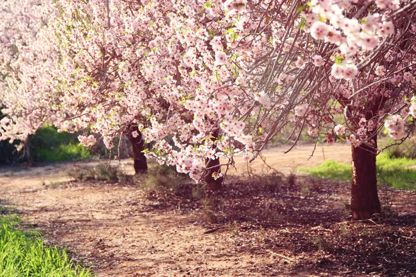 Background Spring Cherry Blossoms Tree Selective Focus — Stock Photo, Image