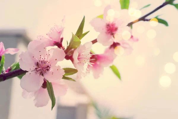 Bahar Çiçeği Ağacının Arka Planında Seçici Odak — Stok fotoğraf