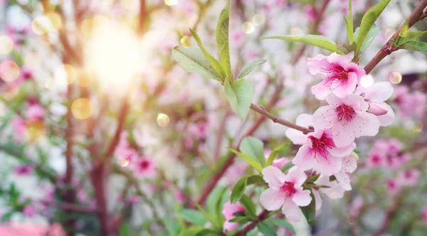 春の桜の背景 選択的焦点 — ストック写真