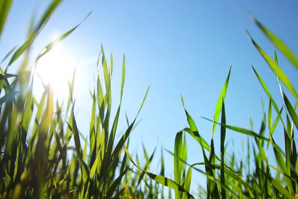 Vers Gras Dat Het Voorjaar Het Bos Groeit Stockafbeelding