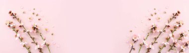 Pembe pastel arka planda bahar beyaz kiraz çiçekleri resmi