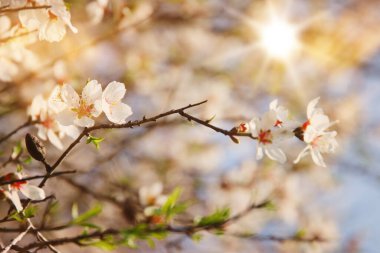Bahar kiraz çiçekleri ağacının arka planı. seçici odak