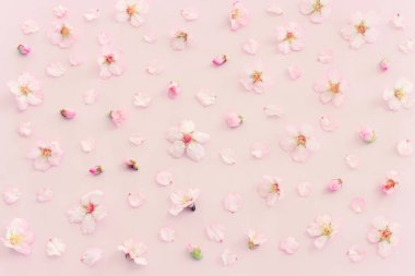 Pembe pastel arka planda bahar kiraz çiçekleri ağacı görüntüsü