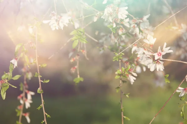 Bakgrund Våren Körsbär Blommor Träd Selektivt Fokus — Stockfoto