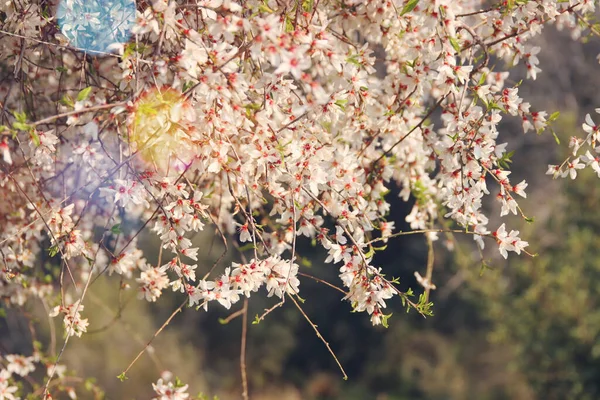 Фон Весеннего Цветения Сакуры Селективный Фокус — стоковое фото