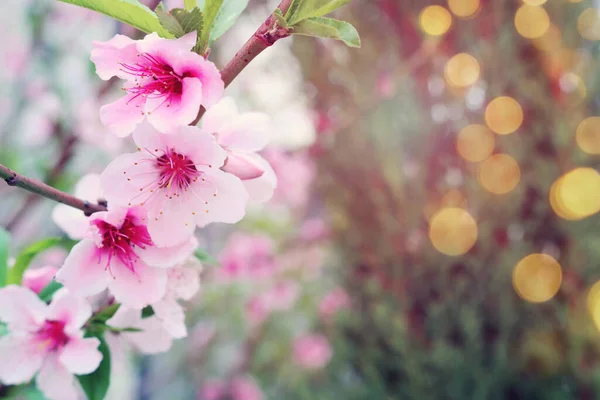 Bahar Çiçeği Ağacının Arka Planında Seçici Odak — Stok fotoğraf