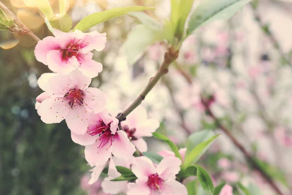 Bakgrund Våren Blomma Träd Selektivt Fokus — Stockfoto
