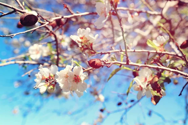 Fond Fleurs Cerisier Printemps Arbre Focus Sélectif — Photo