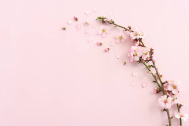 Pembe pastel arka planda bahar beyaz kiraz çiçekleri resmi