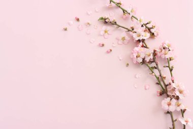 image of spring white cherry blossoms tree over pink pastel background clipart
