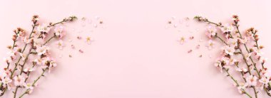 Pembe pastel arka planda bahar beyaz kiraz çiçekleri resmi