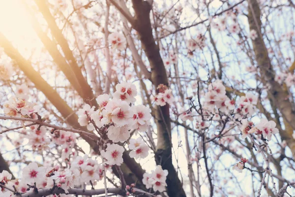 Fondo Del Árbol Flores Cerezo Primavera Enfoque Selectivo —  Fotos de Stock