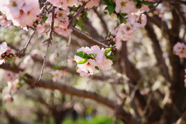 Hintergrund Des Frühlingsblütenbaums Selektiver Fokus — Stockfoto