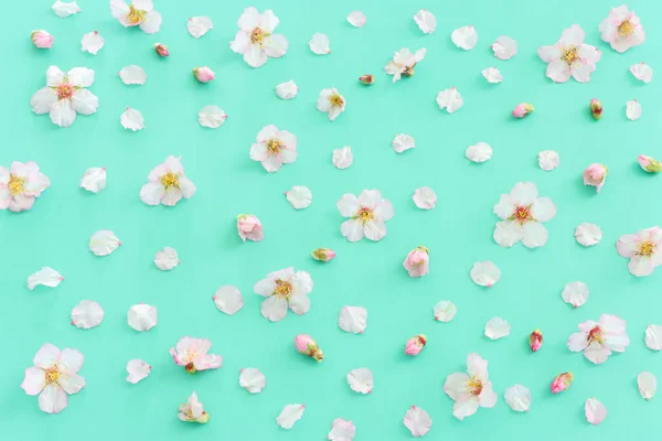 Image Spring Cherry Blossoms Tree Mint Pastel Background — Stock Photo, Image