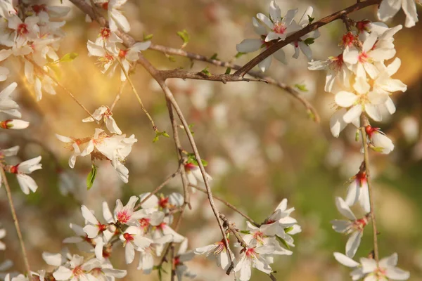 Bakgrund Våren Körsbär Blommor Träd Selektivt Fokus — Stockfoto