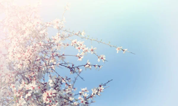 Background Spring Cherry Blossoms Tree Selective Focus — Stock Photo, Image