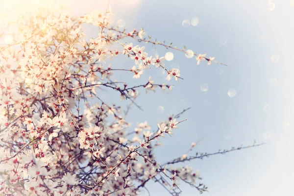 Hintergrund Des Frühlings Kirsche Blüht Baum Selektiver Fokus — Stockfoto