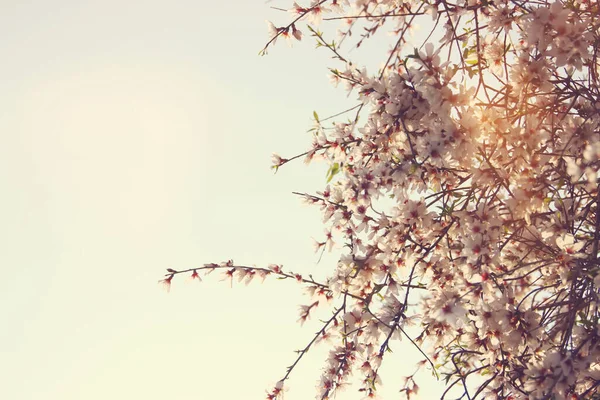 Bakgrund Våren Körsbär Blommor Träd Selektivt Fokus — Stockfoto