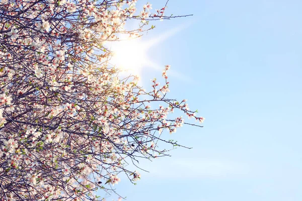 Bahar Kiraz Çiçekleri Ağacının Arka Planı Seçici Odak — Stok fotoğraf
