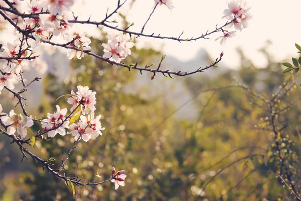 Baggrund Foråret Kirsebær Blomster Træ Selektivt Fokus - Stock-foto