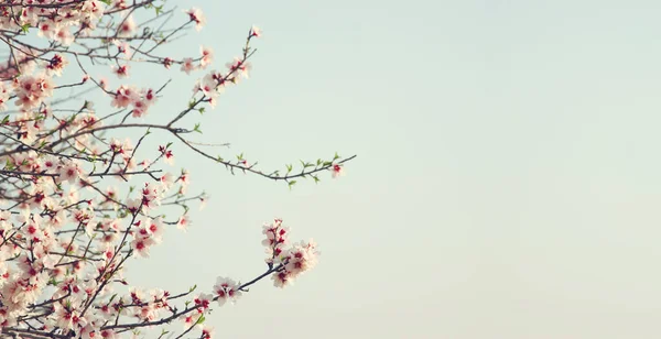 Fundo Árvore Flores Cereja Primavera Foco Seletivo — Fotografia de Stock