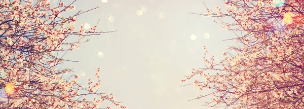 Фон Весняного Вишневого Квітучого Дерева Вибірковий Фокус — стокове фото