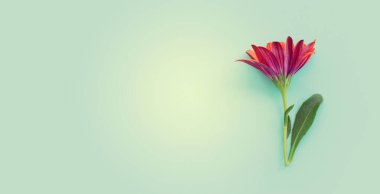 Mor kasımpatı çiçeğinin mavi arka plandaki üst görüntüsü. Düz yatıyordu