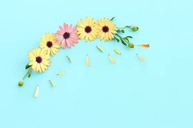 Mavi arkaplanda sarı ve mor kasımpatı çiçekleri kompozisyonu. Düz yatıyordu