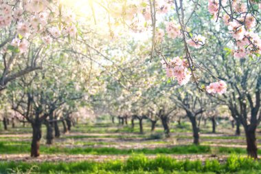 Bahar kiraz çiçekleri ağacının arka planı. seçici odak