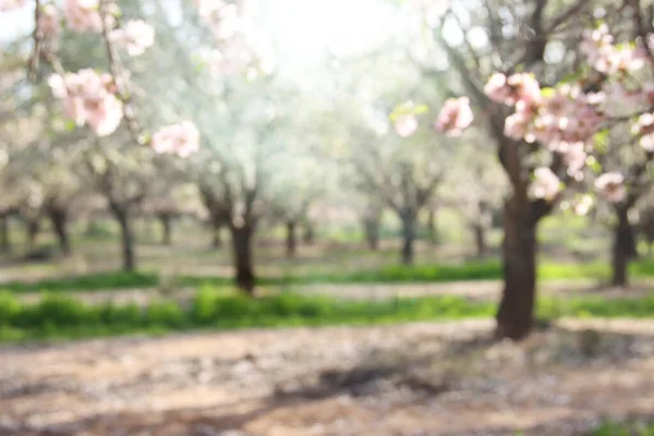 Abstraktes Bild Eines Verschwommenen Kirschbaums Frühling — Stockfoto