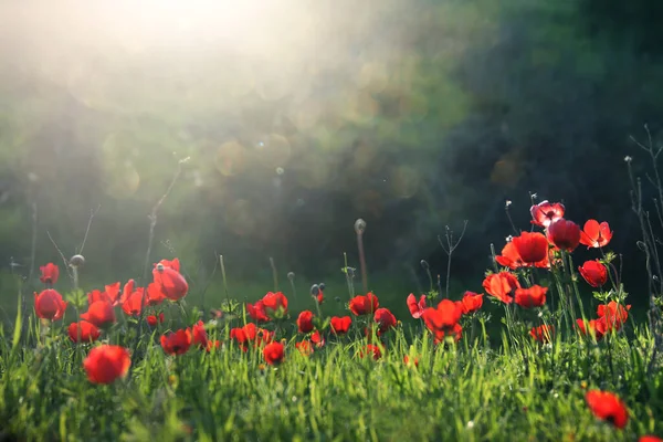 Photo Red Poppy Green Field Sun Light — Stock Photo, Image