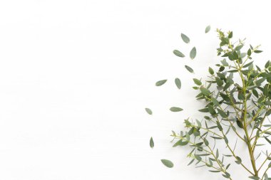 Okaliptüsün ahşap beyaz arka plandaki en üst görüntüsü. Düz yatıyordu