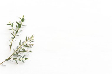 Okaliptüsün ahşap beyaz arka plandaki en üst görüntüsü. Düz yatıyordu