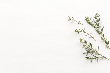 Okaliptüsün ahşap beyaz arka plandaki en üst görüntüsü. Düz yatıyordu