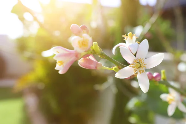 Vita Neroli Blommor Trädet Trädgården — Stockfoto