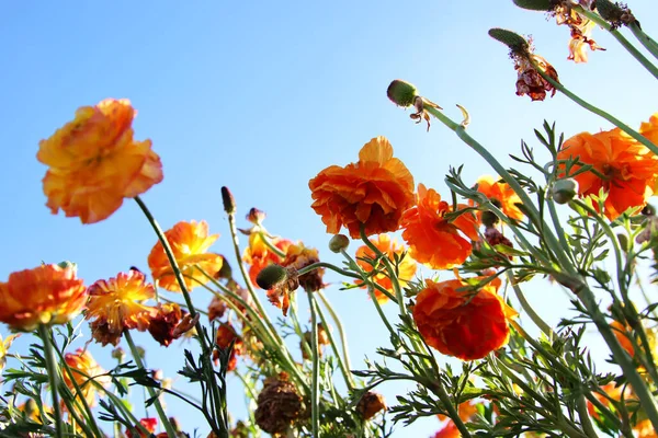 Foto Con Ángulo Bajo Flores Primavera Buttercup Enfoque Selectivo —  Fotos de Stock