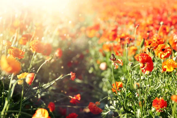 Foto Med Låg Vinkel Smörblomma Vårblommor Selektiv Inriktning — Stockfoto