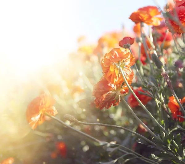 Getextureerde Foto Van Boterbloem Lente Bloemen Selectieve Focus — Stockfoto