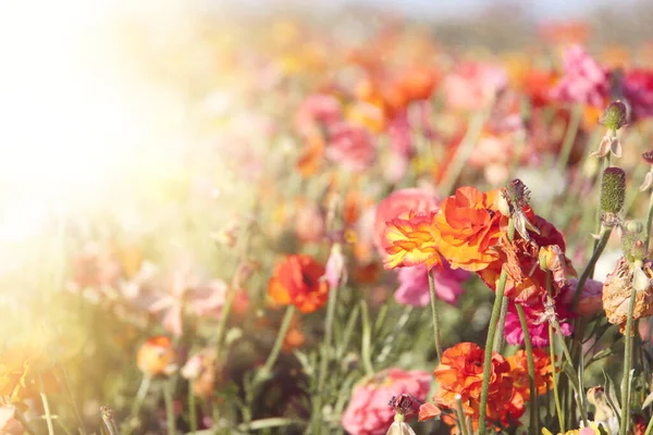Teksturowane Zdjęcie Jaskry Wiosenne Kwiaty Skupienie Selektywne — Zdjęcie stockowe