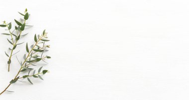 Okaliptüsün ahşap beyaz arka plandaki en üst görüntüsü. Düz yatıyordu