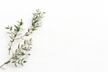 Okaliptüsün ahşap beyaz arka plandaki en üst görüntüsü. Düz yatıyordu