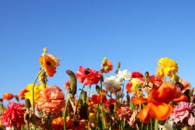 Düğünçiçeği çiçekli düşük açılı fotoğraf. Seçici odak
