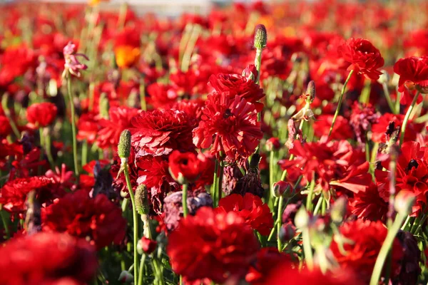 Foto Med Låg Vinkel Smörblomma Vårblommor Selektiv Inriktning — Stockfoto