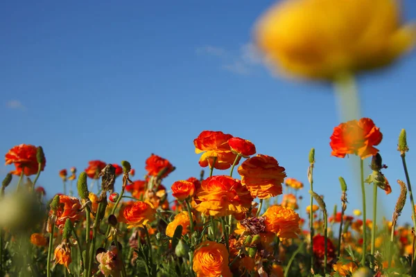 Foto Con Ángulo Bajo Flores Primavera Buttercup Enfoque Selectivo —  Fotos de Stock