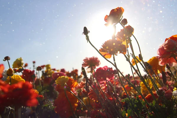 Zdjęcie Niskim Kątem Jaskry Wiosenne Kwiaty Skupienie Selektywne — Zdjęcie stockowe