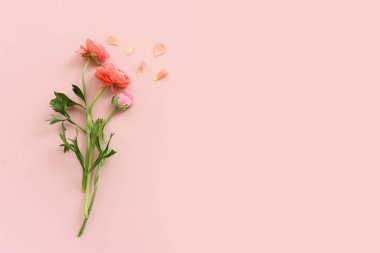 Pastel arkaplan üzerinde pembe çiçeklerin üst görünümü