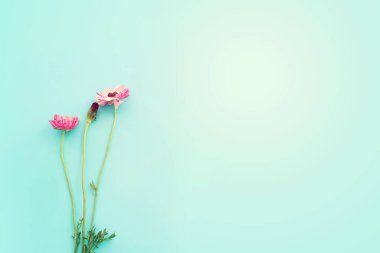 Mavi arkaplanda pembe çiçeklerin üst görünümü