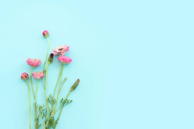 Mavi arkaplanda pembe çiçeklerin üst görünümü